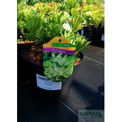 Pieris japonica 'Prelude'