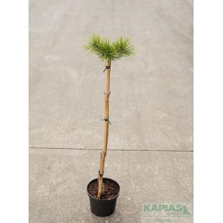 Pinus mugo 'Winter Gold'