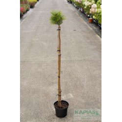 Pinus mugo 'Winter Gold'