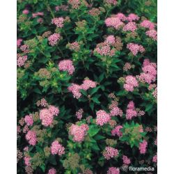 Spiraea japonica 'Japanese Dwarf'
