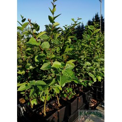 Carpinus betulus