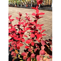 Berberis thunbergii 'Chiquita'