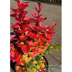 Berberis thunbergii 'Florence' PBR