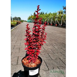 Berberis thunbergii 'Volcano' PBR