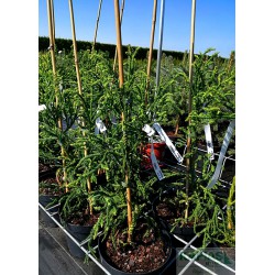 Cryptomeria japonica 'Rasen'