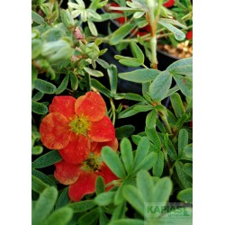 Potentilla fruticosa MARIAN RED ROBIN 'Marrob' PBR