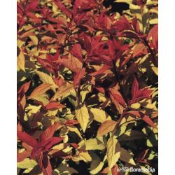 Spiraea japonica 'Goldflame'