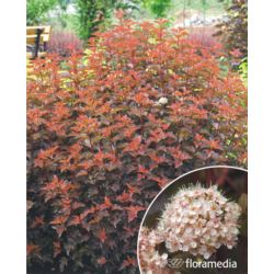 Physocarpus opulifolius DIABLE D'OR 'Mindia' PBR