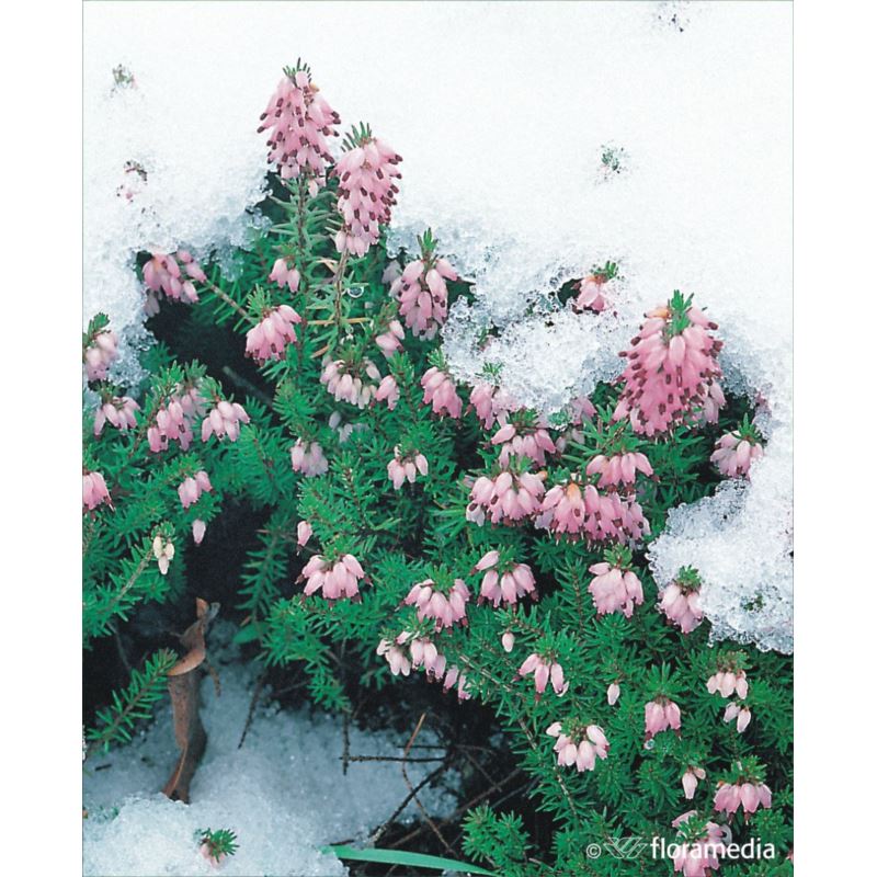 Erica carnea Erica carnea