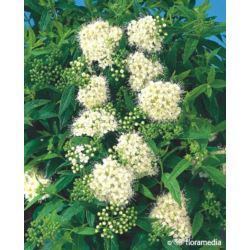 Spiraea japonica 'Albiflora'
