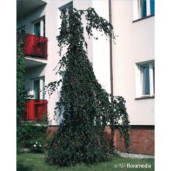 Fagus sylvatica 'Purple Fountain'