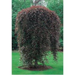 Fagus sylvatica 'Purpurea Pendula'