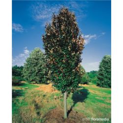 Fagus sylvatica 'Rohan Obelisk'
