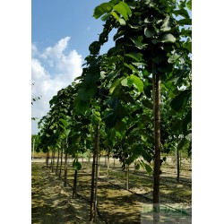 Ulmus 'Camperdownii'