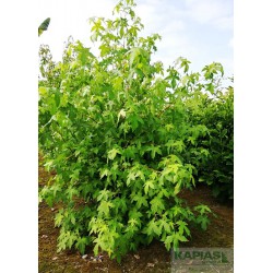Liquidambar styraciflua