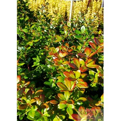 Berberis media x 'Parkjuweel'