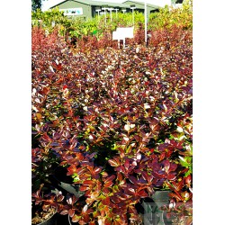 Berberis media x 'Red Jewel'