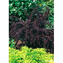 Berberis thunbergii 'Red Chief'