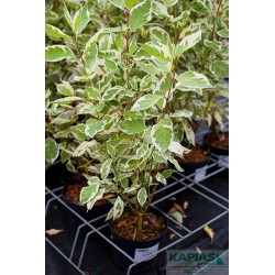 Cornus alba 'Elegantissima'