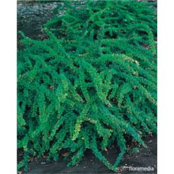 Berberis thunbergii 'Green Carpet'