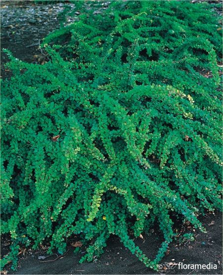 Berberis thunbergii 'Green Carpet' Berberis thunbergii 'Green Carpet'