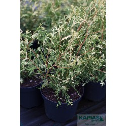 Thuja occidentalis 'Fehnsilber'