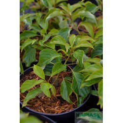 Cornus controversa 'Green Carpet'