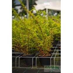 Berberis thunbergii