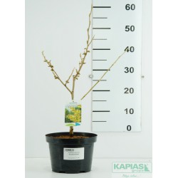 Hamamelis intermedia x 'Arnold Promise'