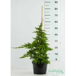 Juniperus procumbens 'Nana' - bambus
