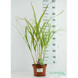 Miscanthus sinensis 'Cabaret'