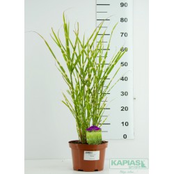 Miscanthus sinensis 'Strictus'
