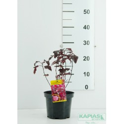 Physocarpus opulifolius 'Purple Horizon' PBR