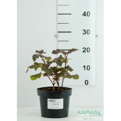 Physocarpus opulifolius 'Diabolo'