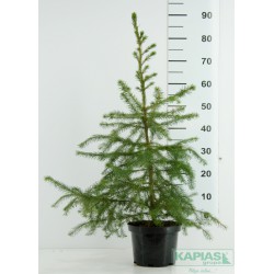 Picea omorika