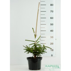 Picea orientalis 'Aureospicata'