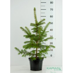 Picea pungens 'Kaibab'