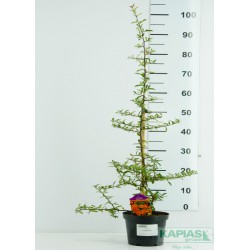 Pyracantha 'Orange Glow'