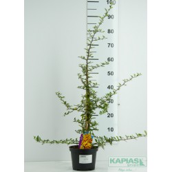 Pyracantha 'Soleil d'Or'