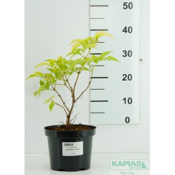 Sambucus nigra 'Serdenade'