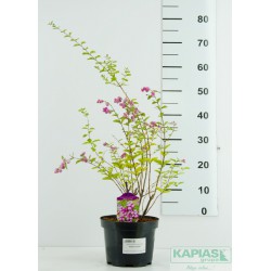 Symphoricarpos doorenbosii x 'Mother of Pearl'