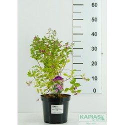 Symphoricarpos MAGICAL CANDY 'Kolmcan' PBR