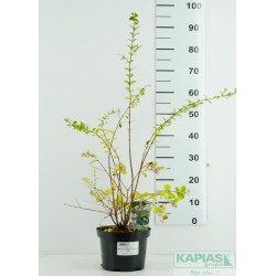 Symphoricarpos MAGICAL SWEET 'Kolmaswet' PBR