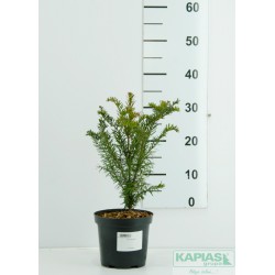 Taxus baccata