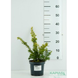 Taxus baccata 'Summergold'
