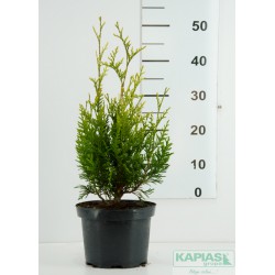 Thuja occidentalis 'Aureospicata'