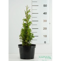Thuja occidentalis 'Degroot's Spire'