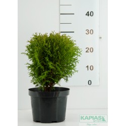 Thuja occidentalis 'Hoseri'