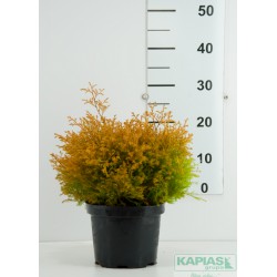 Thuja occidentalis 'Rheingold'