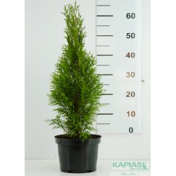 Thuja occidentalis 'Smaragd'